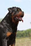 ROTTWEILER 252